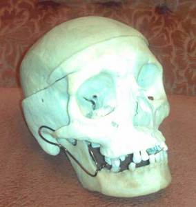 Макет человеческого черепа в натуральную величину со снимающейся крышкой