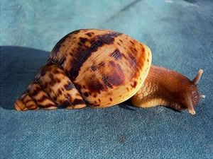 Achatina reticulata