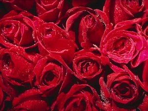 хочу, хочу, хочу много много много красных красных красных роз