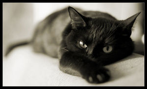 Хочу,чтобы мне подарили котёнка чёрного.