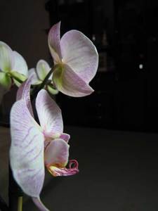 живая орхидея