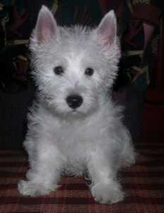 West Highland White Terrier