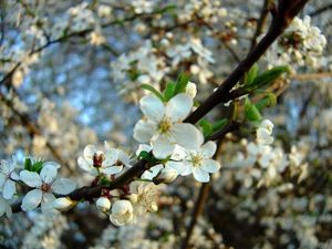 цветы, в лучшем случае тюльпаны