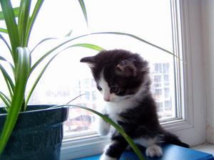 хочу котика