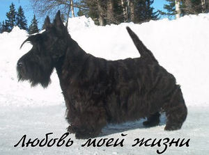 хочу скоч терьера