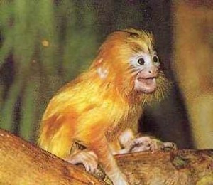 Обезьянок-игрунок