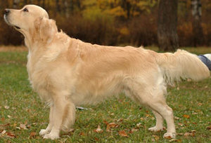 шабака!!! Golden Retriever