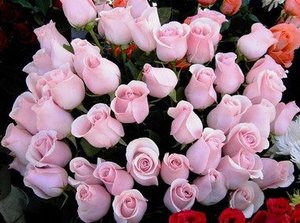 Много розовых роз