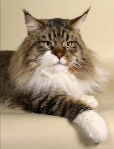 Maine Coon