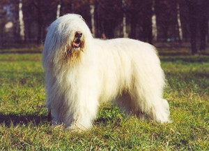 Щенок Южнорусской овчарки