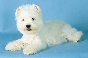 маленькая белая собачка породы Westhighland Terrier