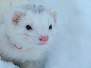 DEW male ferret