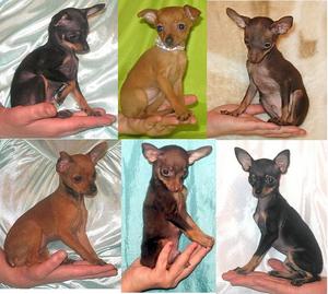 Шабаку хачу