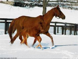 покататься на лошади