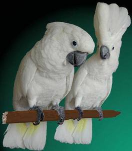 CACATUA