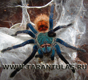 паук Chromatopelma cyaneopubescens