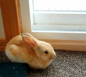 кролика.. рыжего..