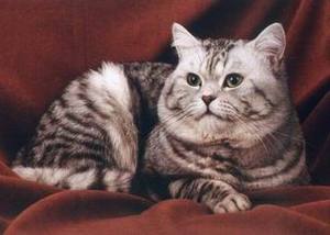 Британская кошка мраморного окраса