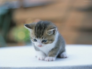 Хочу рыжего британского котёнка)))