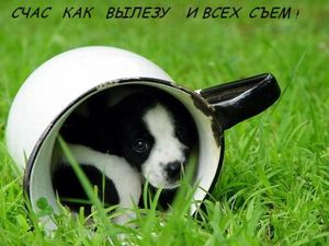 Собаку