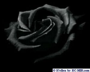 букет черных роз