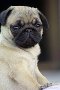 Pug