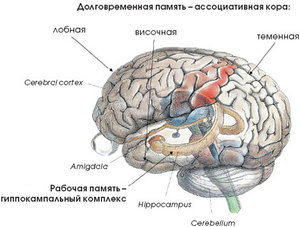 Мозг