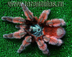 A.Versicolor