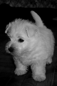 соба-а-а-аку West Higland White Terrier