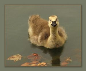 Желтая уточка с нарциссом в клюве)))