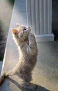 Хацу котёнка!