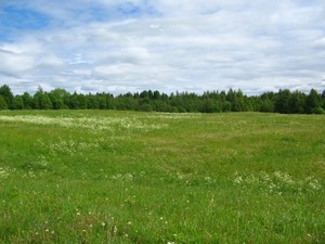 поваляться с любимым на бесконечно зеленом лугу