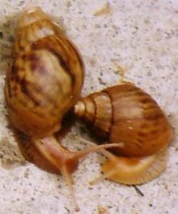 Achatina smithii