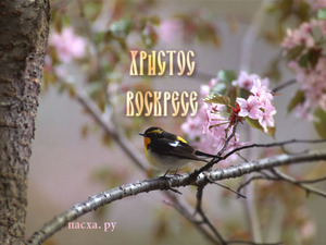 Чтобы Любимый приехал на Пасху!