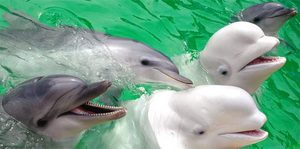 поплавать с дельфинами!