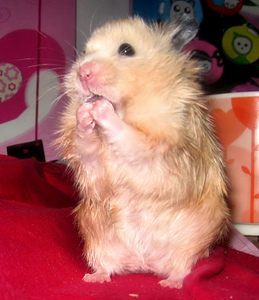 hacer un circo de hamsters!