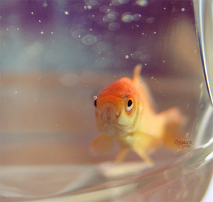 Золотая рыбка
