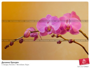 Букет фиолетовых орхидей