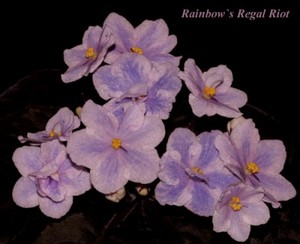 фиалка-химера Rainbow's Regal Riot (R.Wasmund)