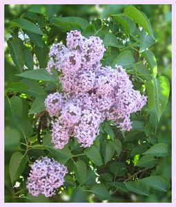 Букет сирени