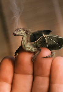 Ручного дракона