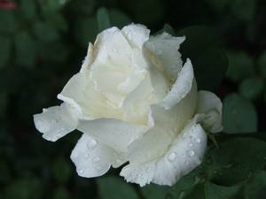 белую пушистую розу