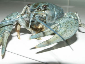 Аквариумный рак (голубой или кубинский)