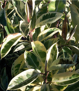 ficus elastica Doescheri