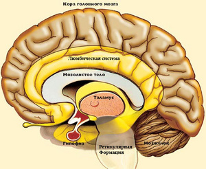 мозг