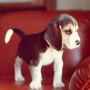 my beagle