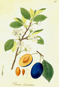 ботаническая гравюра