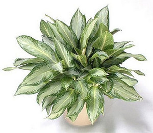 Aglaonema