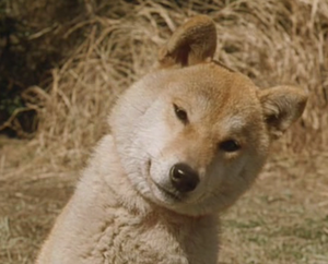 собака породы shiba-inu