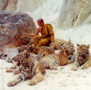 Экскурсия в Tiger Temple